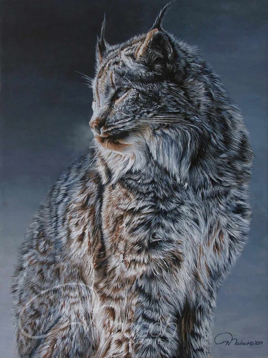 Harvey Bodach-Canada Lynx in Repose on a Moonlit Winter Night
